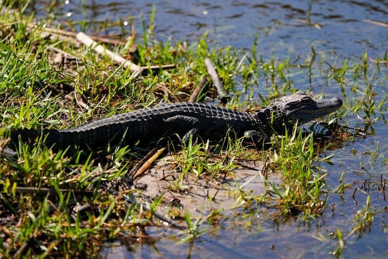 Ein Baby-Alligator sitzt an einem See (Archivbild): Ein solcher Alligator wurde am Freitag im niedersächsischen Vechta gesichtet.