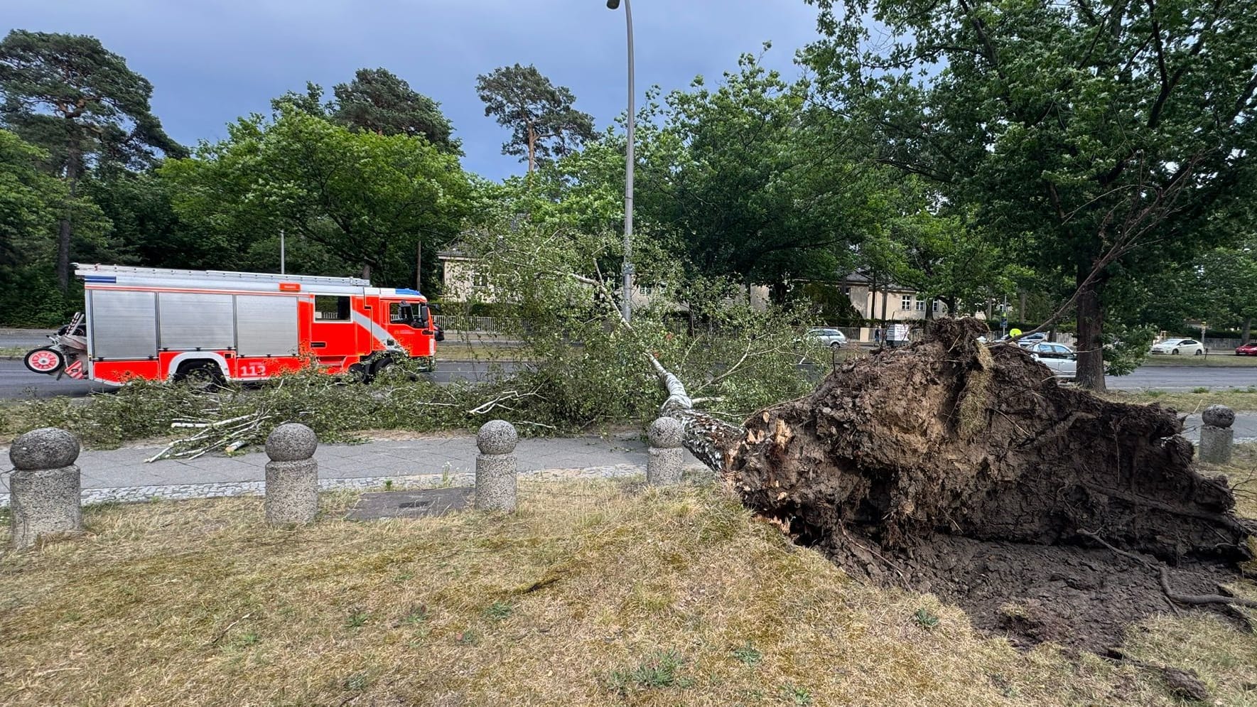 Wa_4_Clayallee_Baum_auf_Radfahrerin.jpeg