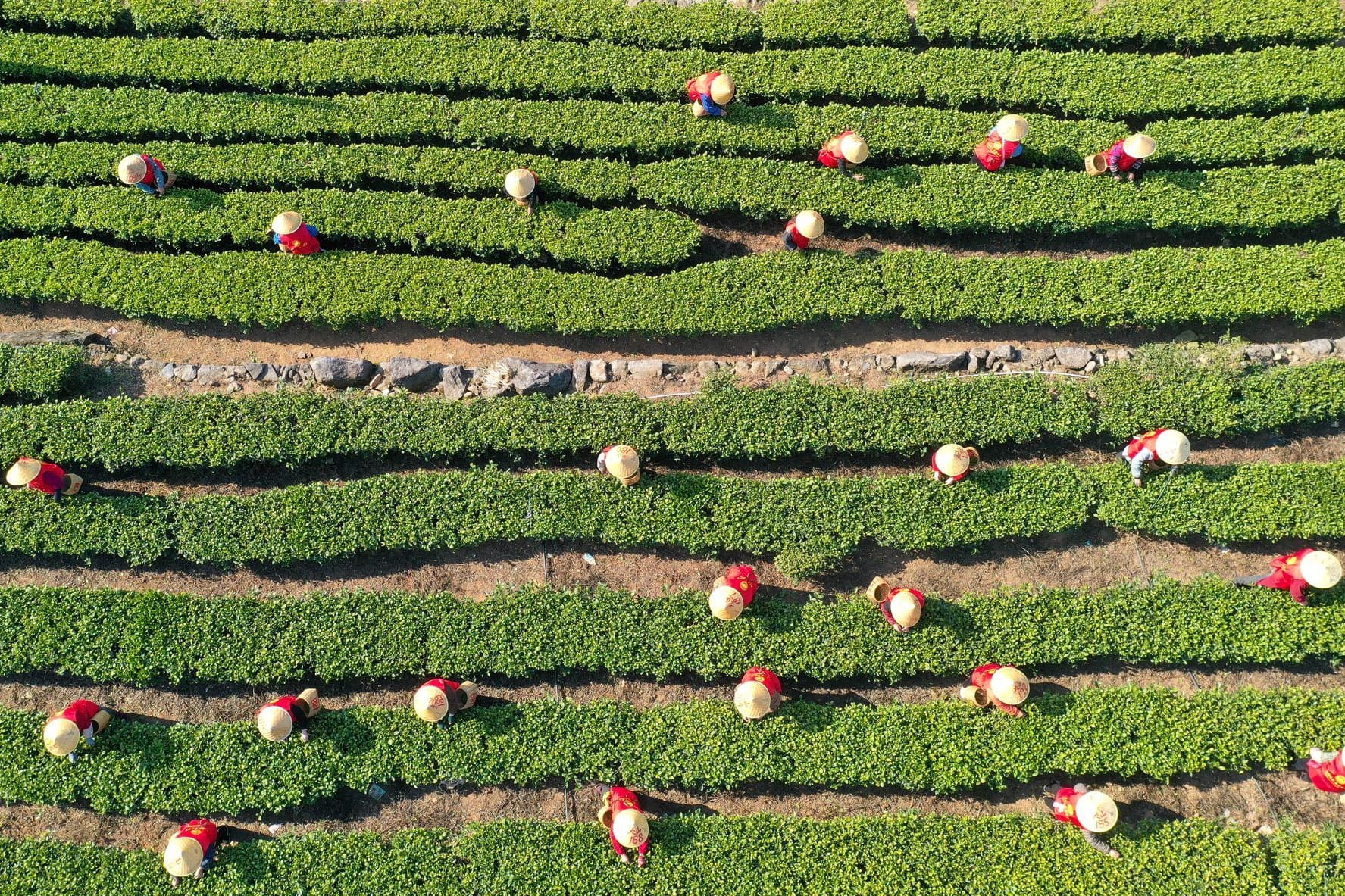 Tee-Ernte in China