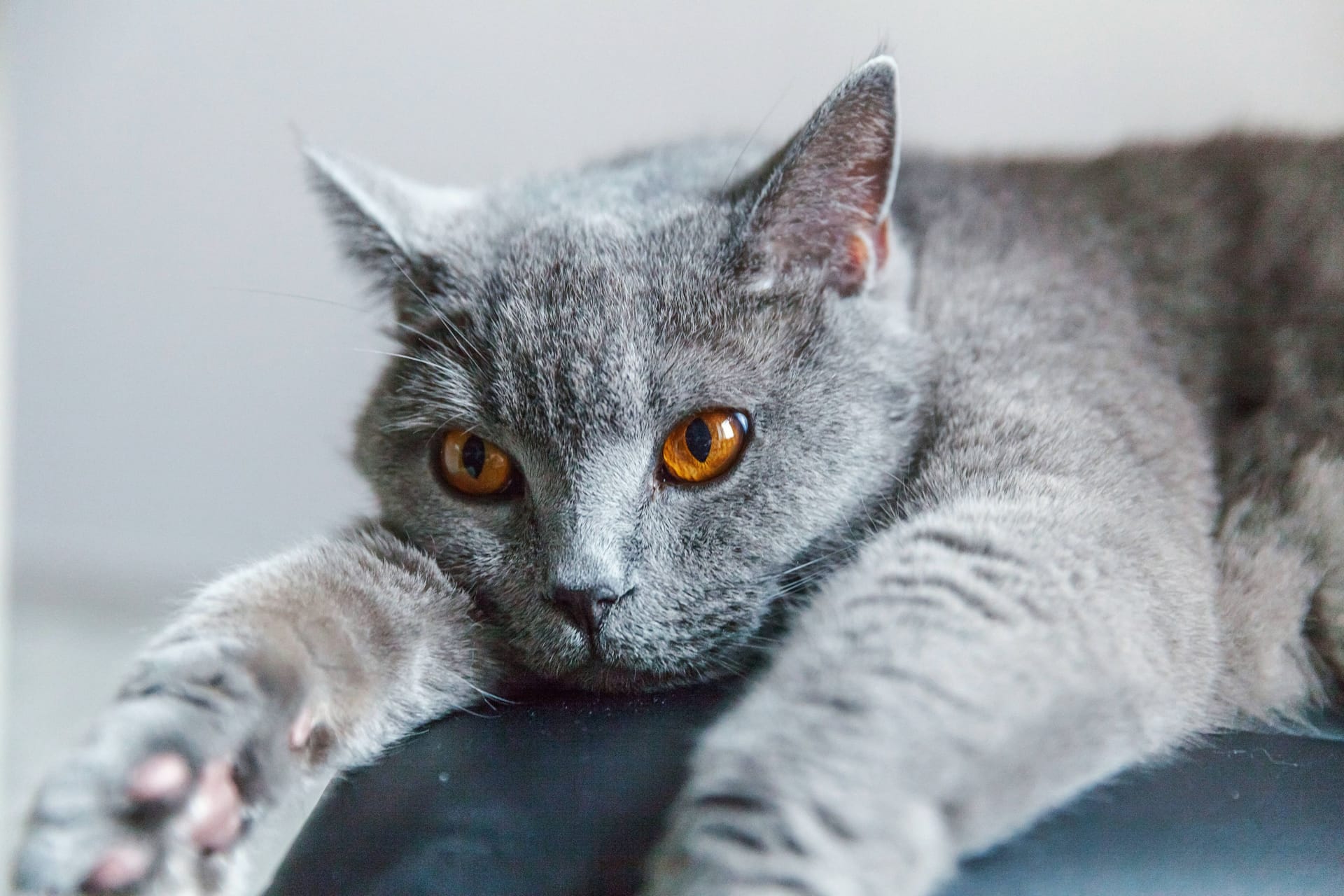 Katze (Symbolbild): Für Bermelle gab es kein Happy End mehr.