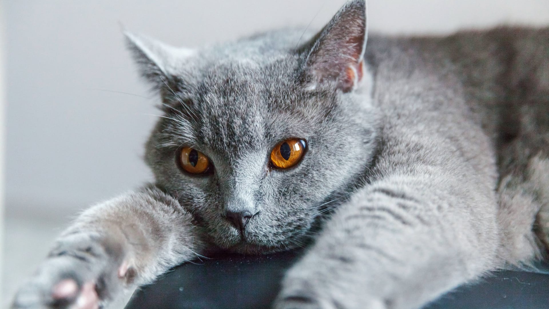 Katze (Symbolbild): Für Bermelle gab es kein Happy End mehr.