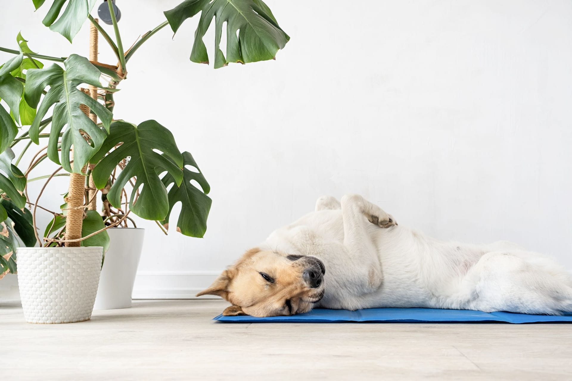 Selbst an heißen Tagen bleibt der Hund cool – dank der praktischen Kühlmatte.