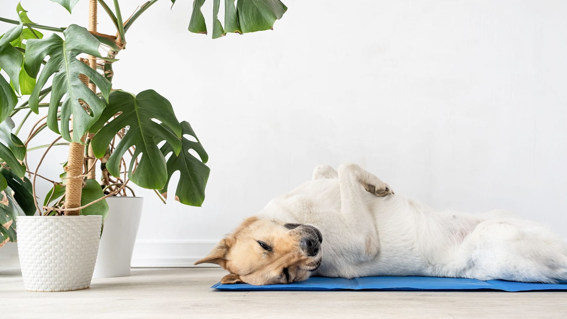 Selbst an heißen Tagen bleibt der Hund cool – dank der praktischen Kühlmatte. Selbst an heißen Tagen bleibt der Hund cool – dank der praktischen Kühlmatte.