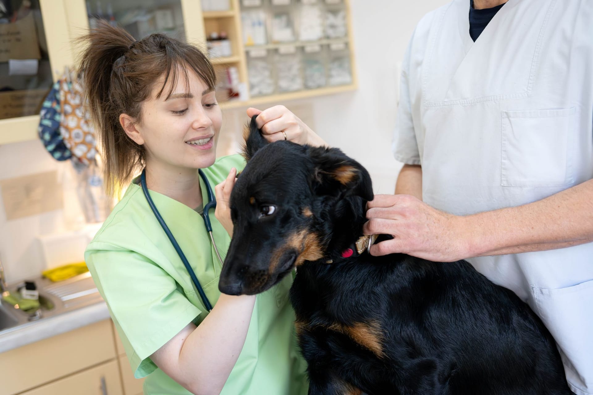 Tierärztin Asal IIkhani Zadeh behandelt einen Hund in der Tierarztpraxis: Weil offene Stellen über Monate nicht zu besetzen sind, werden zunehmend Tierärztinnen und Tierärzte aus dem Ausland angeworben.