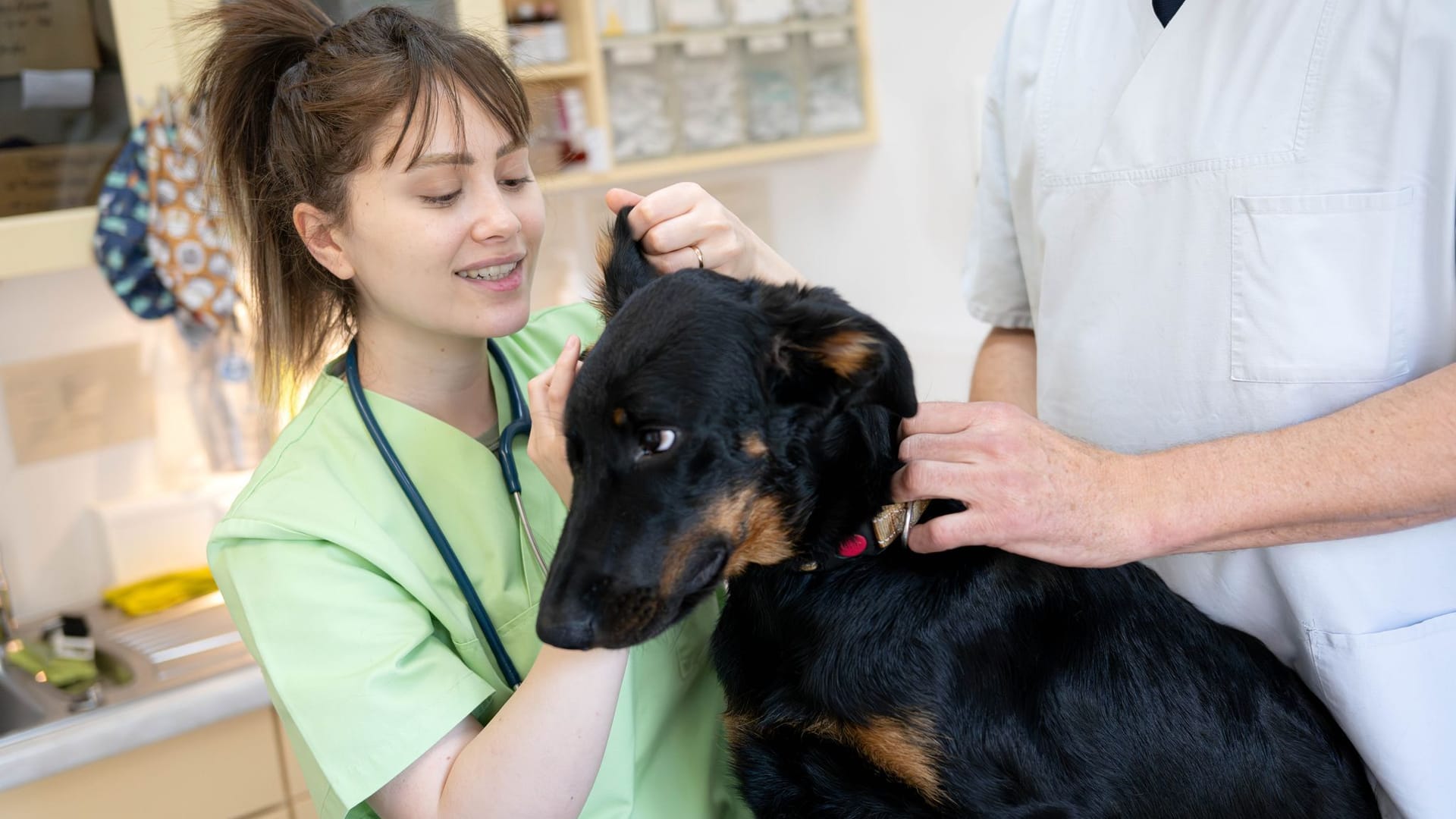 Tierärztin Asal IIkhani Zadeh behandelt einen Hund in der Tierarztpraxis: Weil offene Stellen über Monate nicht zu besetzen sind, werden zunehmend Tierärztinnen und Tierärzte aus dem Ausland angeworben. Tierärztin Asal IIkhani Zadeh behandelt einen Hund in der Tierarztpraxis: Weil offene Stellen über Monate nicht zu besetzen sind, werden zunehmend Tierärztinnen und Tierärzte aus dem Ausland angeworben.