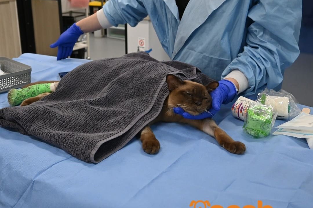 Kater Pablo bei der Behandlung in Australien.