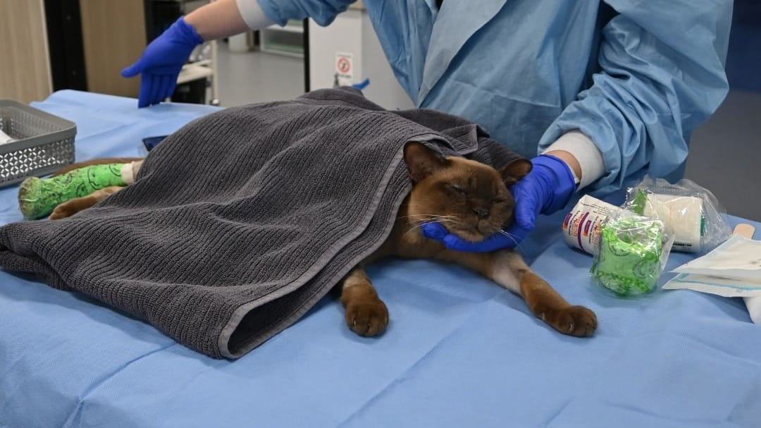 Kater Pablo bei der Behandlung in Australien.