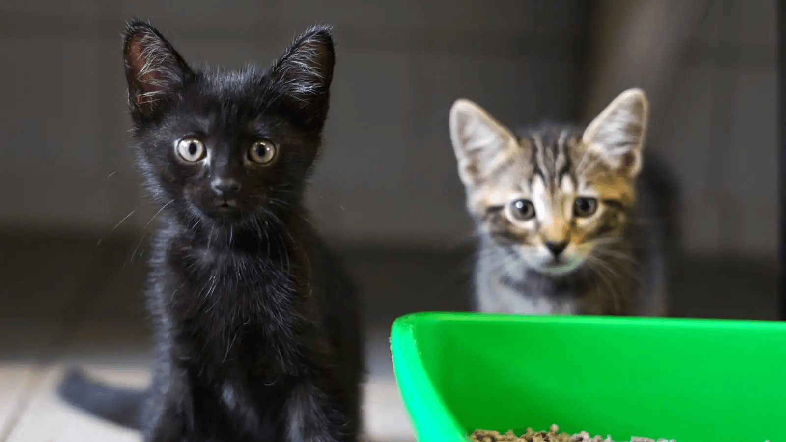"Die McGonagalls": Die Katzen kamen im Tierheim in Hamburg zur Welt.