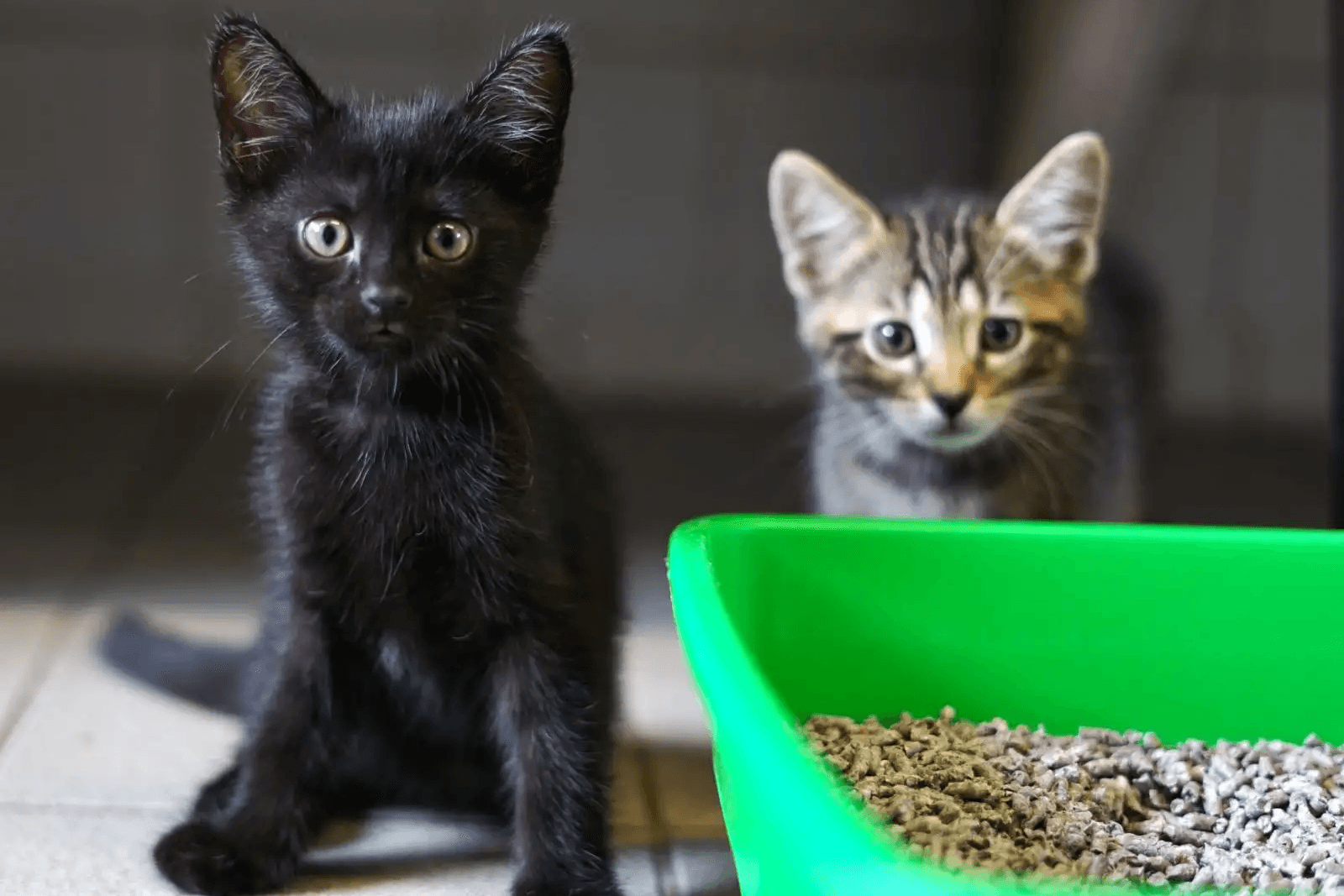 "Die McGonagalls": Die Katzen kamen im Tierheim in Hamburg zur Welt.