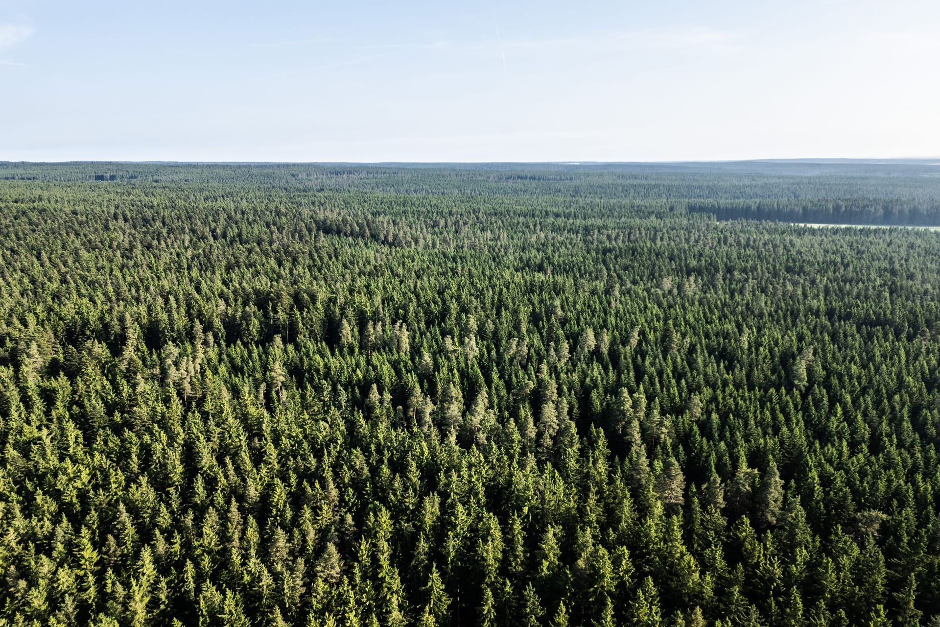 Waldzustand in Deutschland
