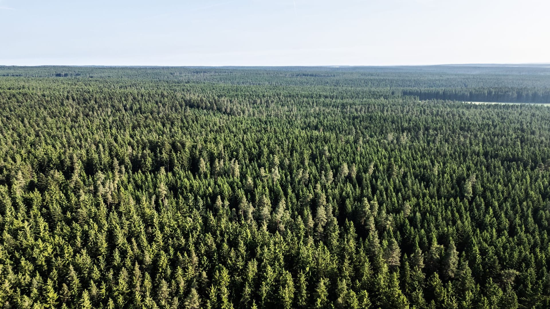 Waldzustand in Deutschland Waldzustand in Deutschland