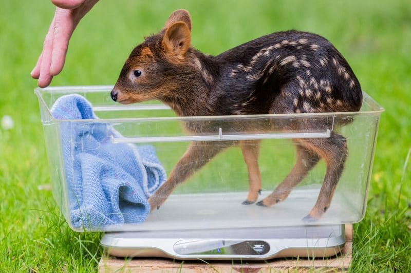 Das weibliche Südpudu Baby „Adora“ im Kölner Zoo: Es brachte 1325 Gramm auf die Waage.
