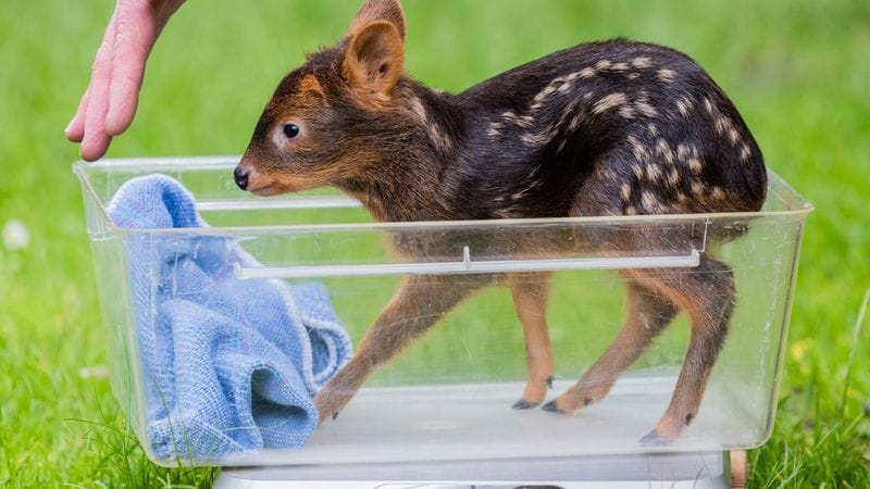 Das weibliche Südpudu Baby „Adora“ im Kölner Zoo: Es brachte 1325 Gramm auf die Waage. Das weibliche Südpudu Baby „Adora“ im Kölner Zoo: Es brachte 1325 Gramm auf die Waage.