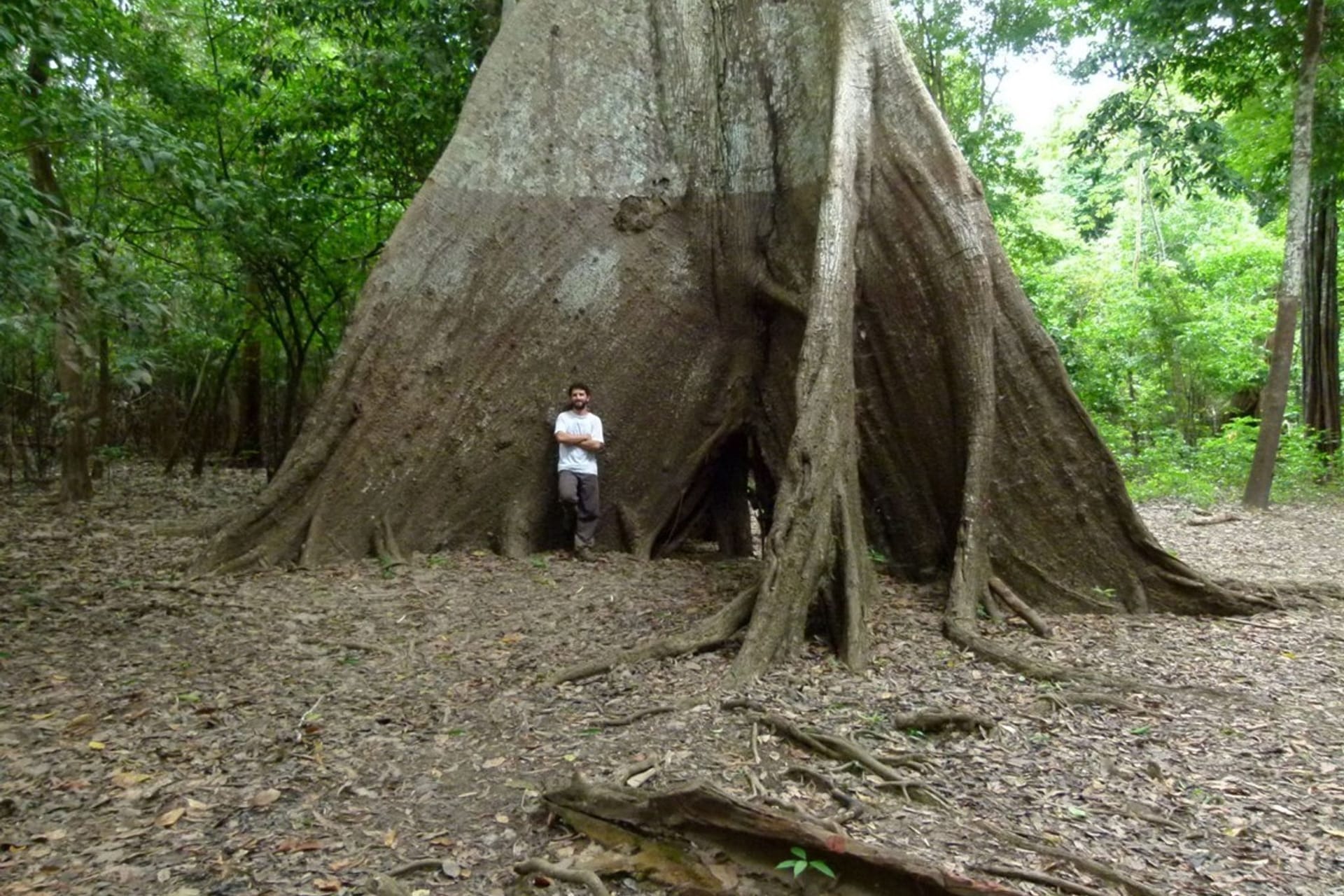 Baumringe erzählen von veränderten Niederschlägen im Amazonas