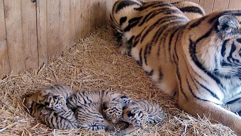 Die Sibirische Tigerin Stormi liegt neben fünf Tigerbabys: Eines der Jungen ist jetzt getötet worden. Die Sibirische Tigerin Stormi liegt neben fünf Tigerbabys: Eines der Jungen ist jetzt getötet worden.