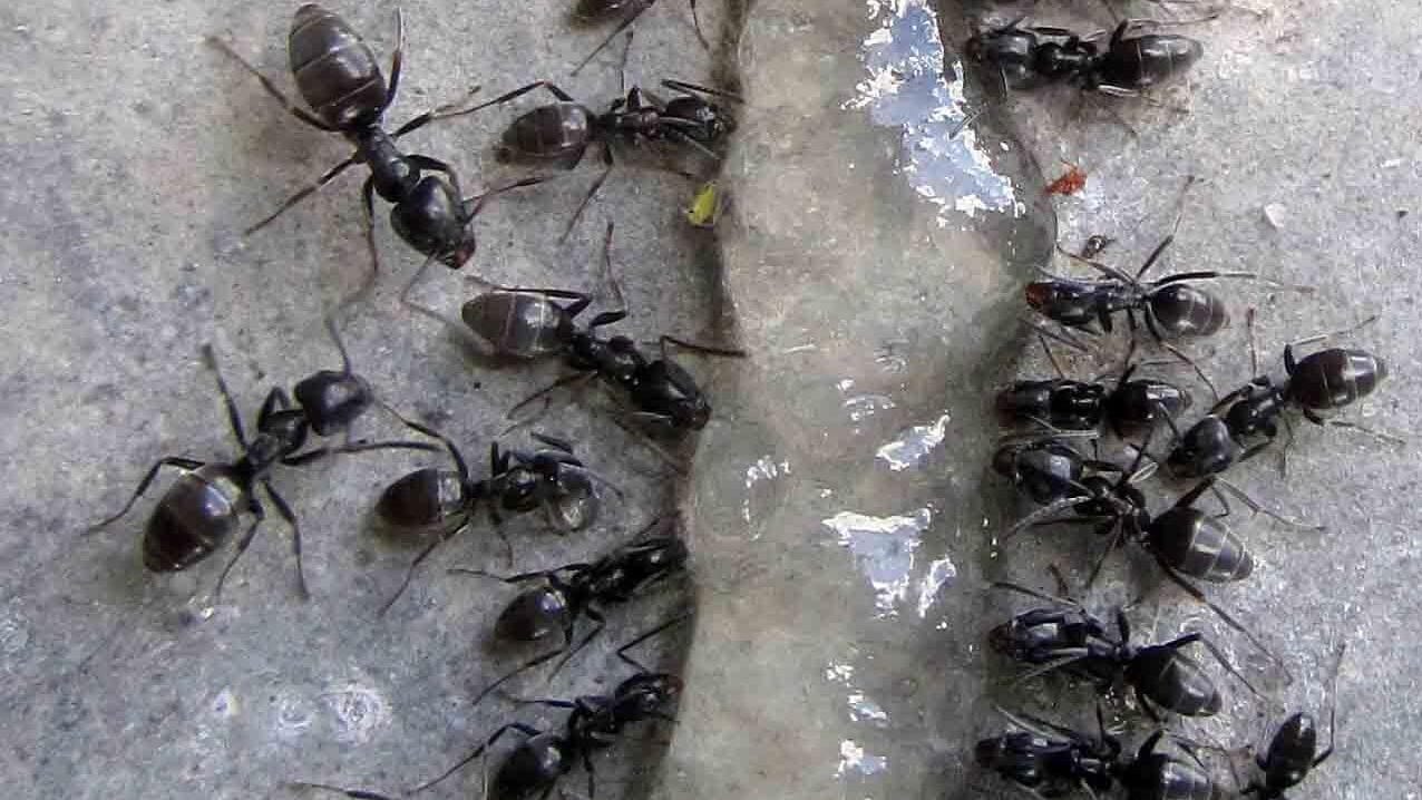 Arbeiterinnen von Tapinoma magnum an einem Gelköder – gut zu sehen sind die unterschiedlichen Größen der Arbeiterinnen. Arbeiterinnen von Tapinoma magnum an einem Gelköder – gut zu sehen sind die unterschiedlichen Größen der Arbeiterinnen.