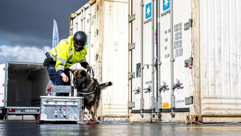 Ein Rauschgiftspürhund des Zolls im Hafen: Mehr als 400 Kilo Kokain wurden sichergestellt. Ein Rauschgiftspürhund des Zolls im Hafen: Mehr als 400 Kilo Kokain wurden sichergestellt.