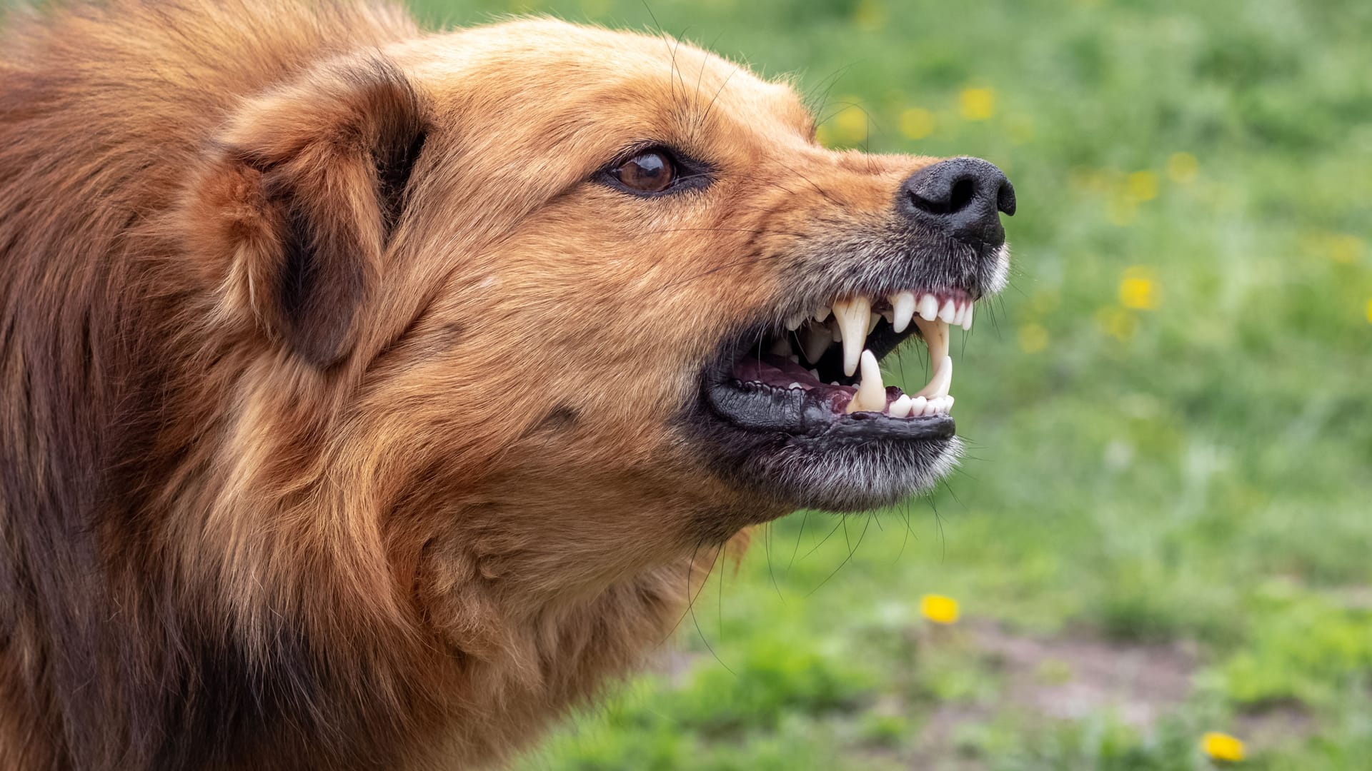 Aggressive dog barks, baring teeth. Dangerous Angry Dog