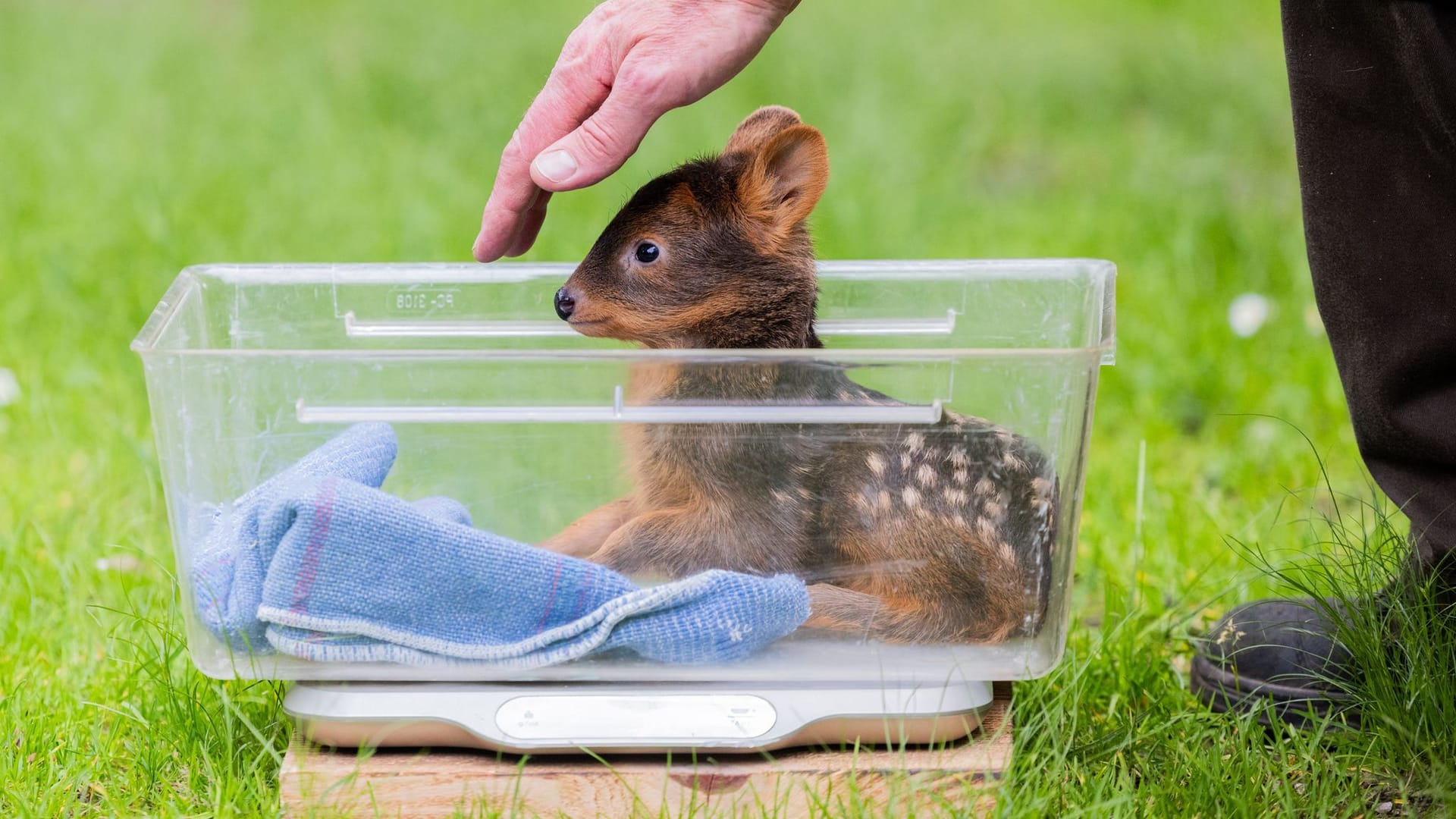 Köln: Das weibliche Südpudu Baby "Adora" sitzt in einer Kiste auf einer Waage im Kölner Zoo.