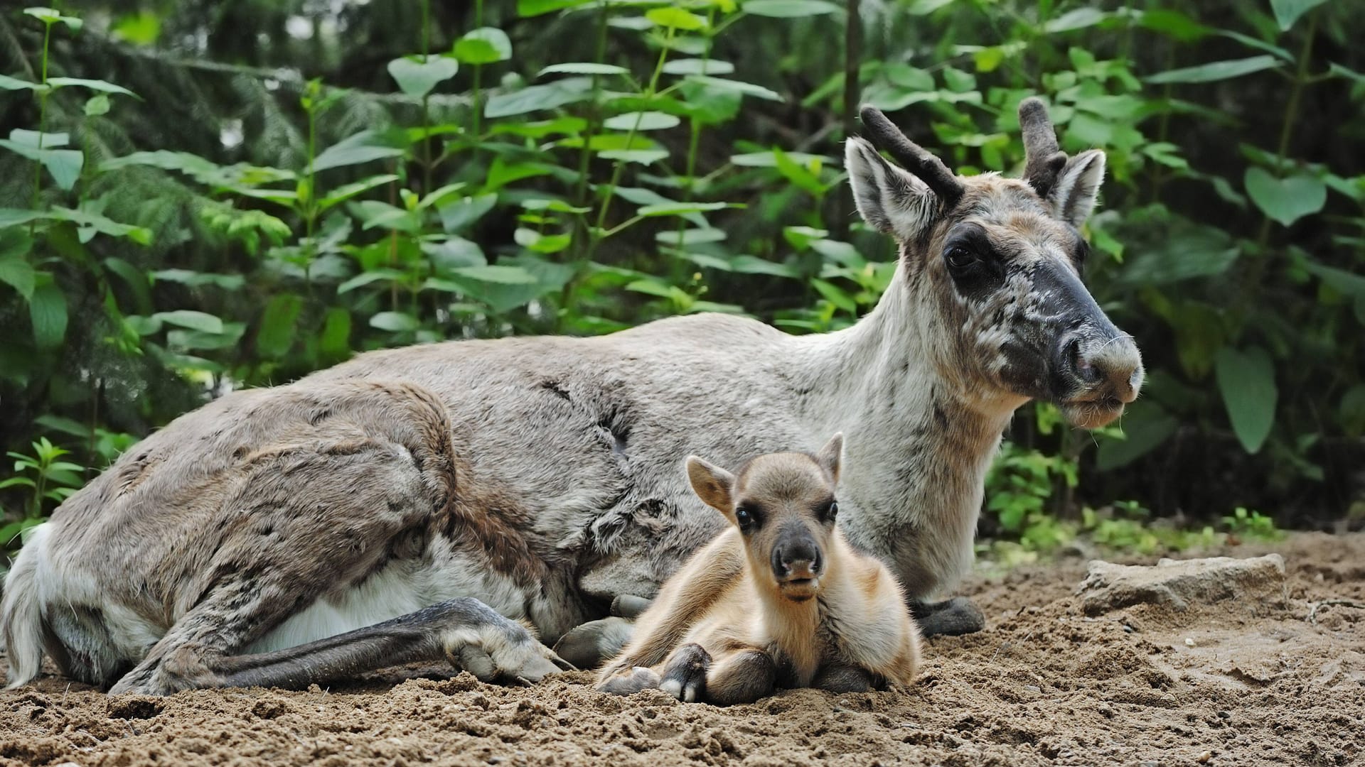 Ein weibliches Waldrentier mit seinem Jungen (Archivbild): Ein trächtiges Waldrentier aus dem GaiaZoo wurde jetzt vorsorglich eingeschläfert.