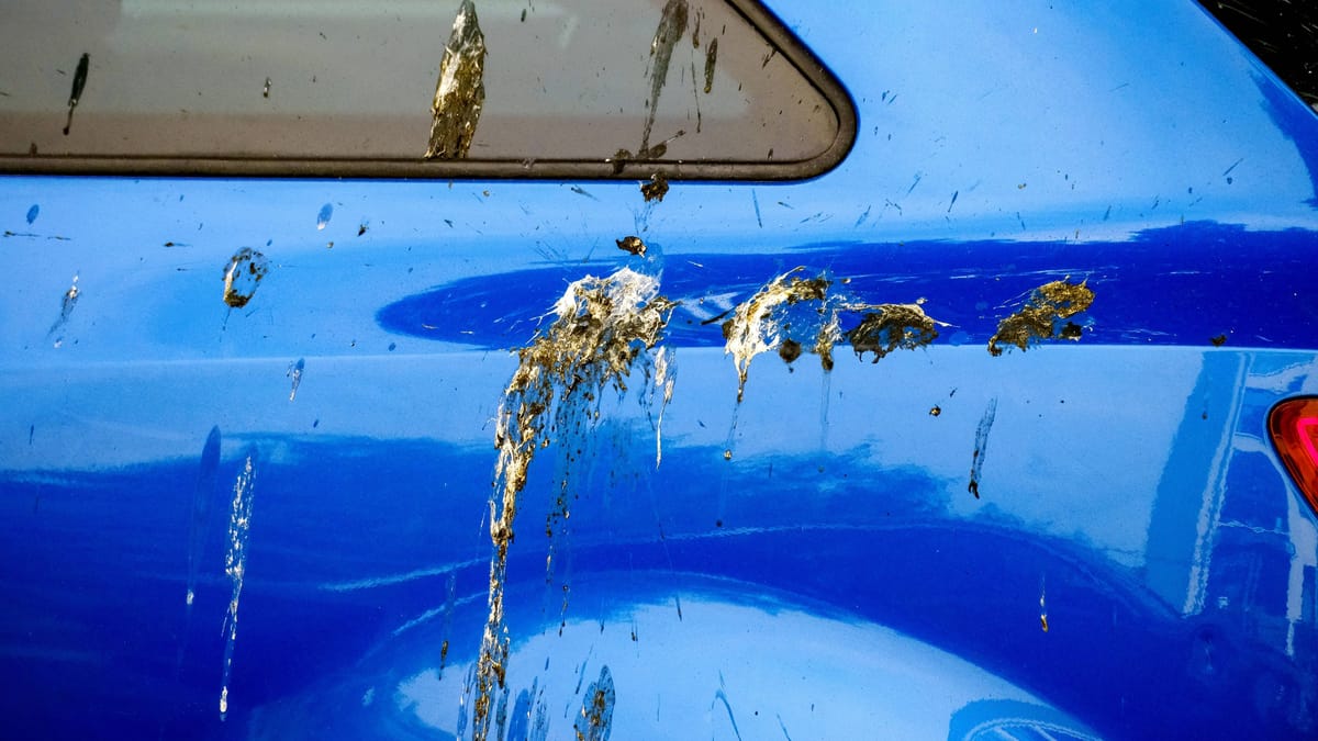 Vogelkot-auf-Autos-Nabu-Experte-erkl-rt-die-wahren-Gr-nde