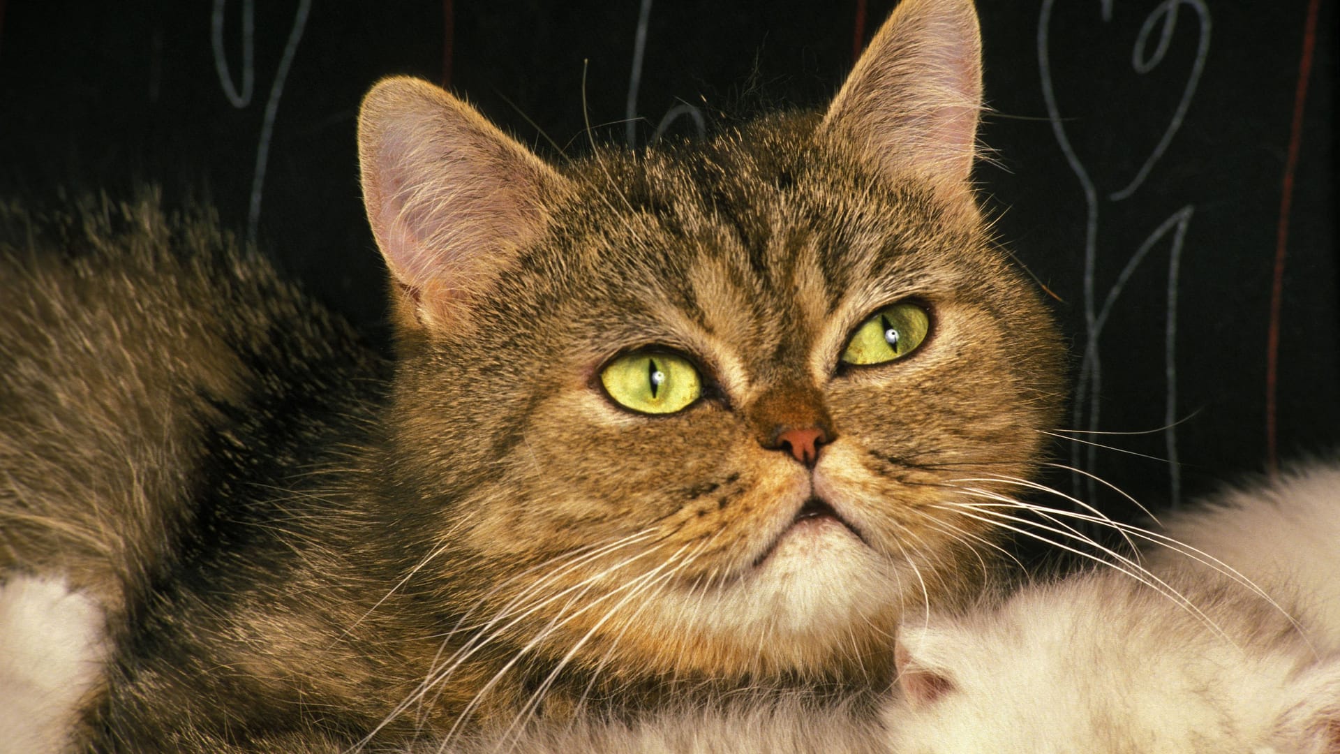 Exotische Kurzhaar-Hauskatze (Symbolbild): Passanten fanden Chester in Salzgitter.