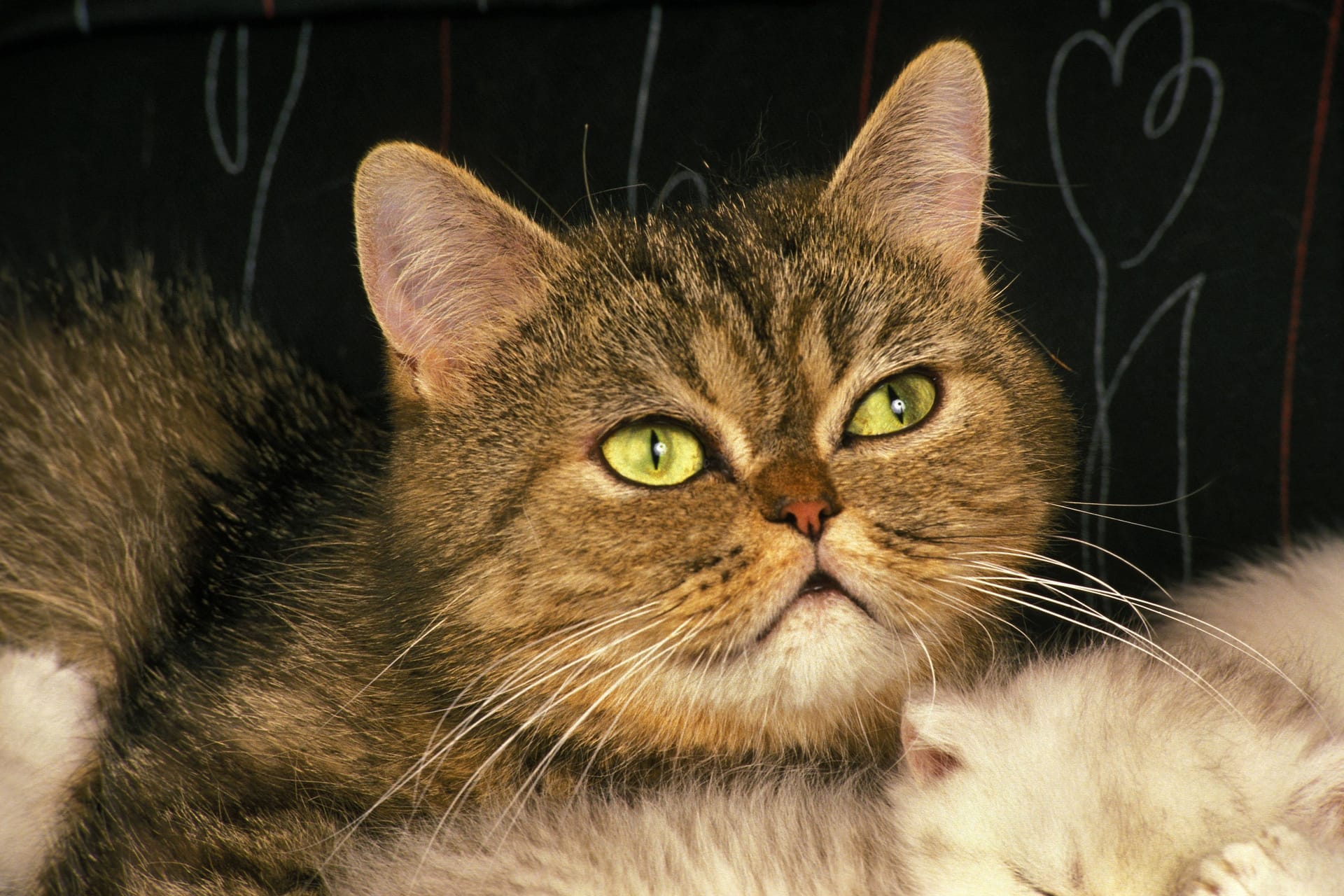 Exotische Kurzhaar-Hauskatze (Symbolbild): Passanten fanden Chester in Salzgitter.