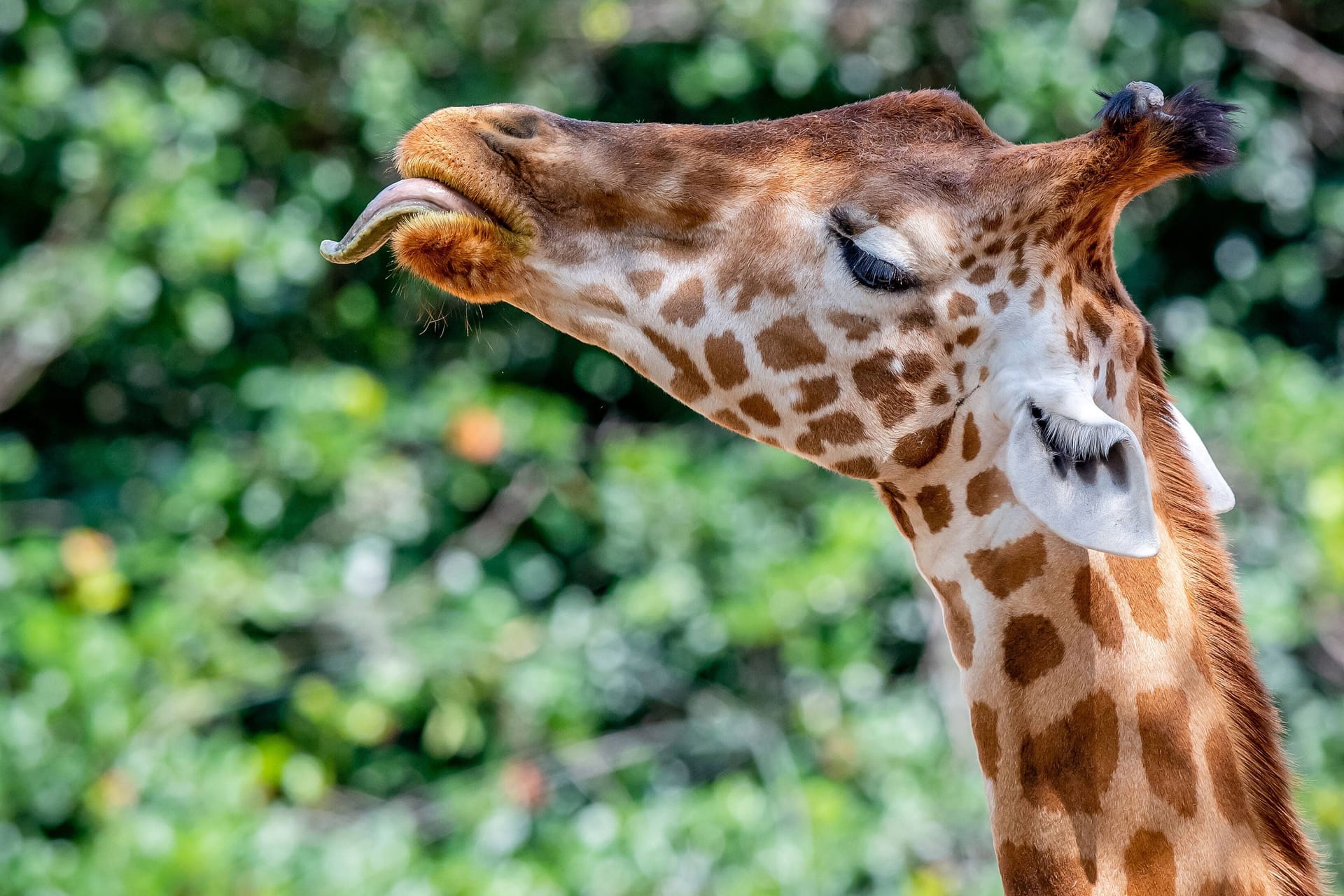 Eine Giraffe steckt die Zunge raus (Archivbild): Am 21. Juni feiert der Zoo Dresden den Welt-Giraffen-Tag.