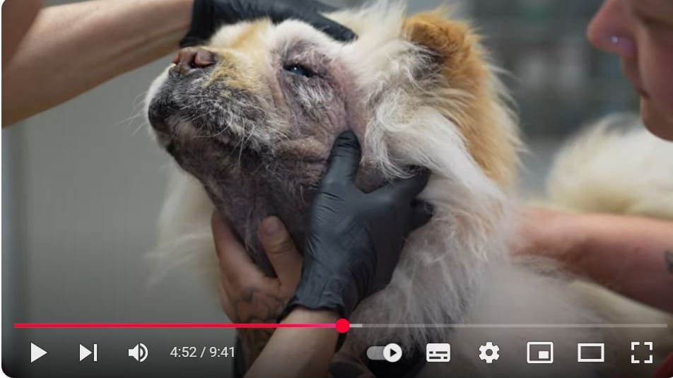 Ein Video des Tierheims zeigt den Hund bei einem Tierarztbesuch: Der Chow-Chow hat Verletzungen auf der Hornhaut. Ein Video des Tierheims zeigt den Hund bei einem Tierarztbesuch: Der Chow-Chow hat Verletzungen auf der Hornhaut.