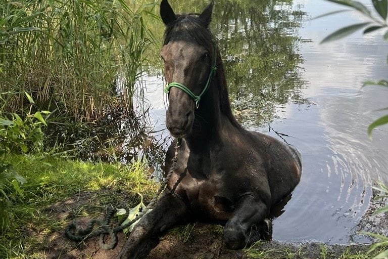 Pferd im Wasser: Die Feuerwehr musste anrücken.