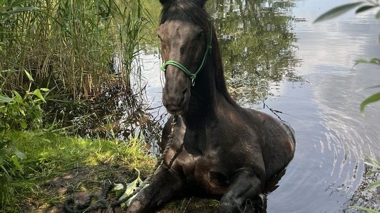 Pferd im Wasser: Die Feuerwehr musste anrücken.