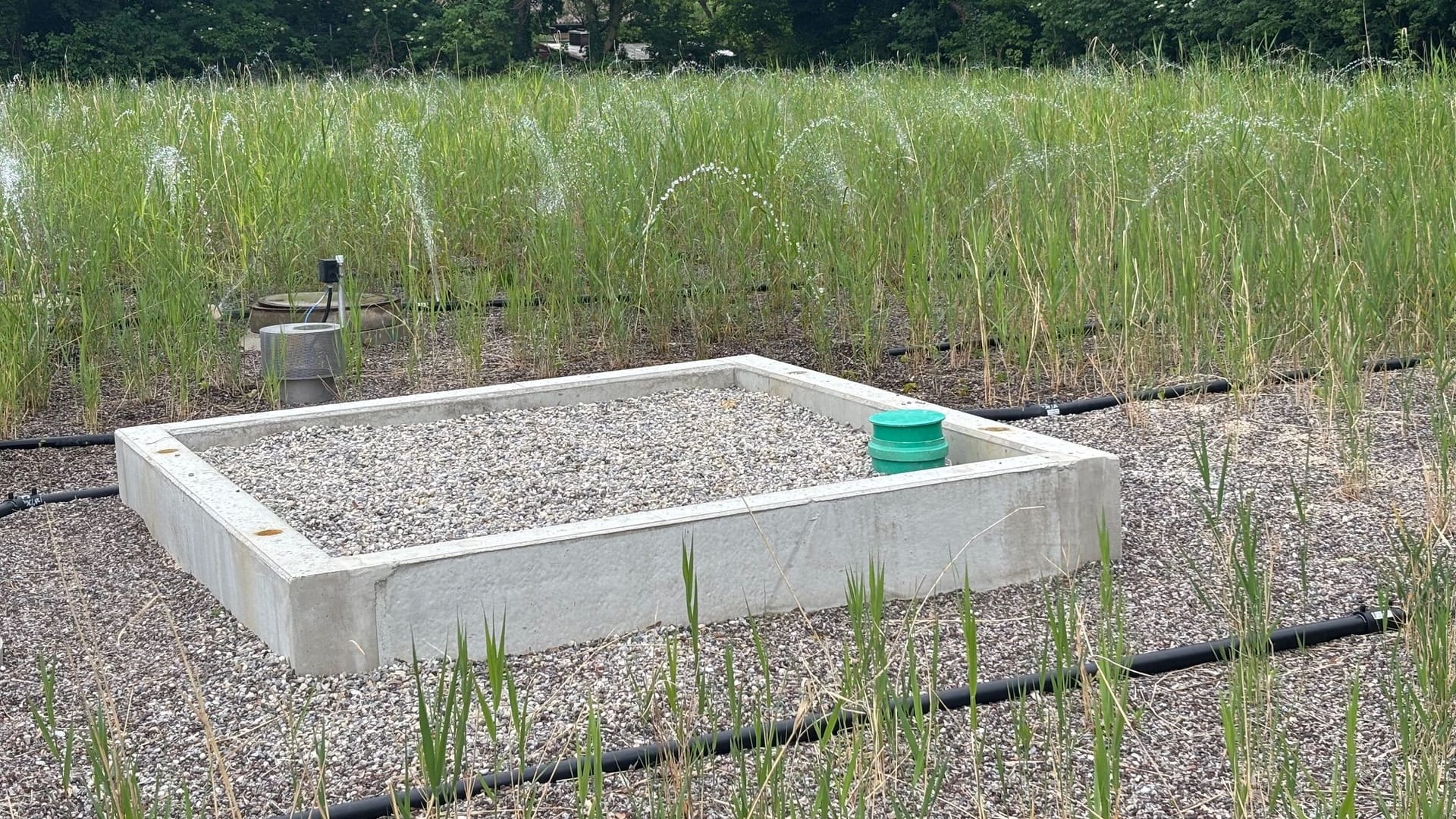 Schilf und zwei Kiesfilter reinigen das Badewasser täglich auf natürliche Weise.