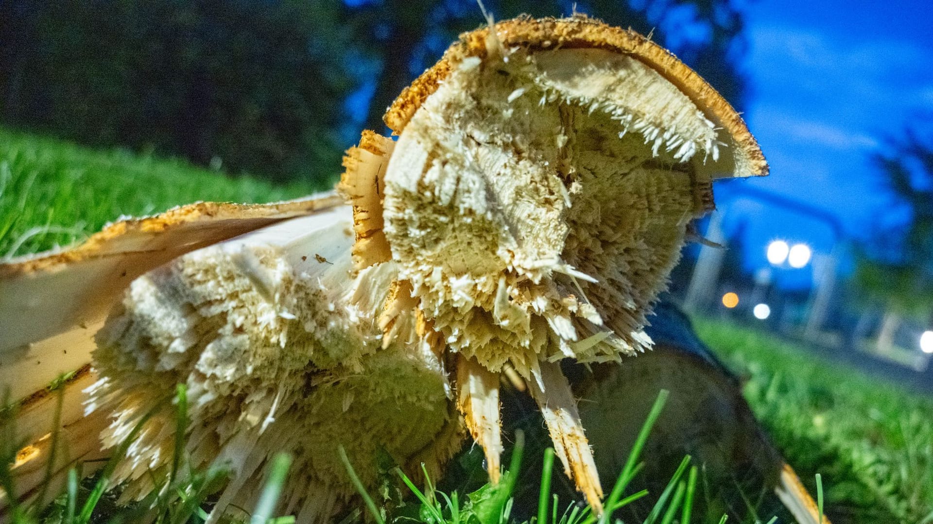 Ein beschädigter Baum in Greifswald: Ein Tornado hat am Dienstag Schäden angerichtet. Ein beschädigter Baum in Greifswald: Ein Tornado hat am Dienstag Schäden angerichtet.