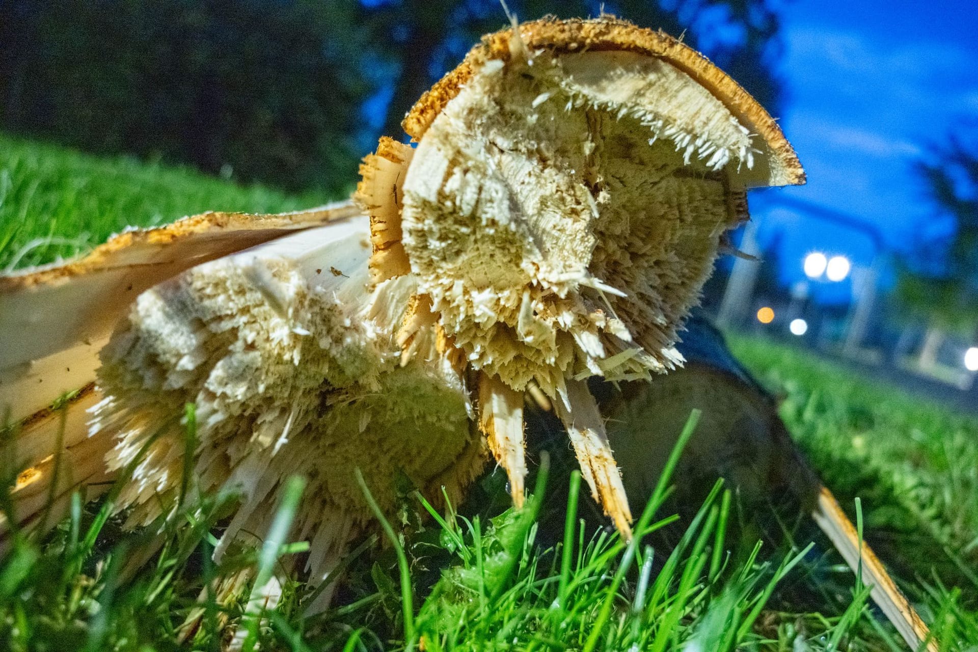 Ein beschädigter Baum in Greifswald: Ein Tornado hat am Dienstag Schäden angerichtet.