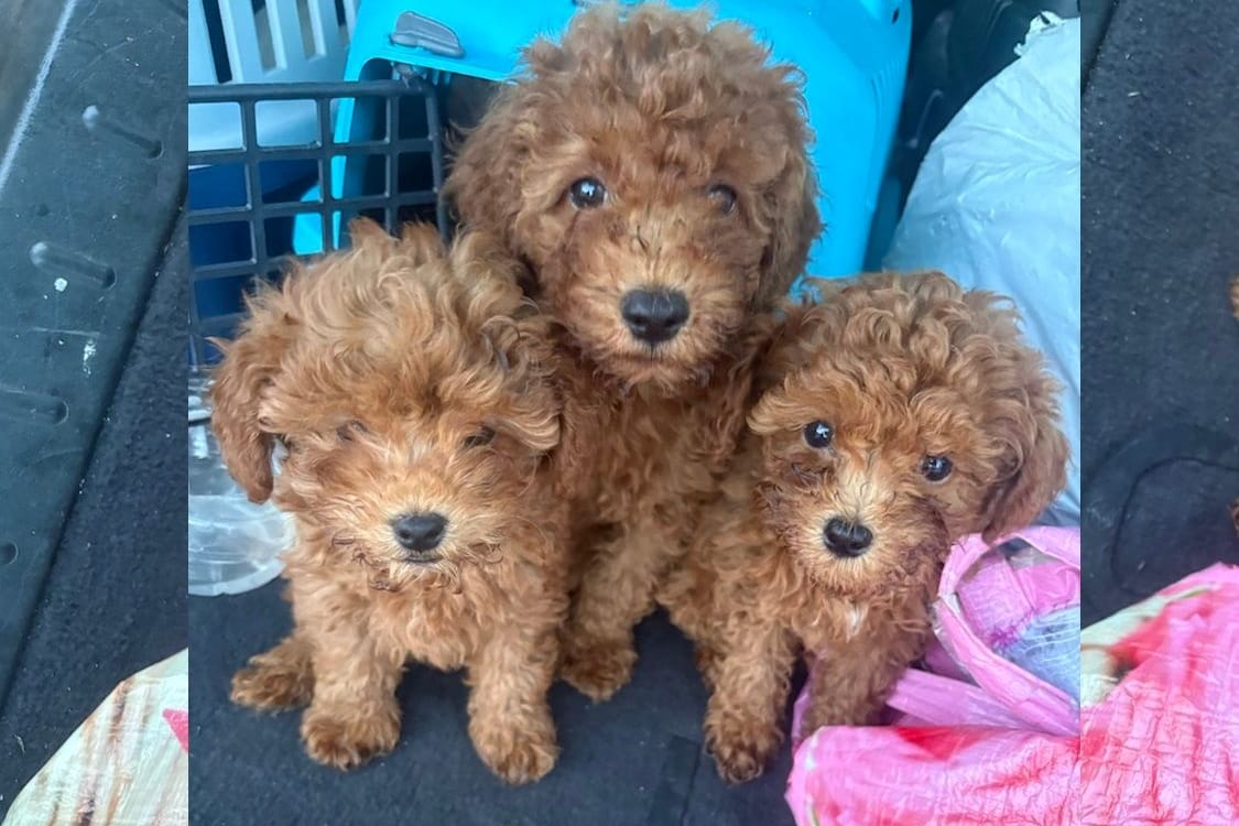 Drei der gefundenen Hundewelpen: Sie sollten von Moldawien nach Dortmund gebracht werden.