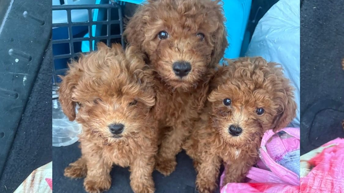 Drei der gefundenen Hundewelpen: Sie sollten von Moldawien nach Dortmund gebracht werden.