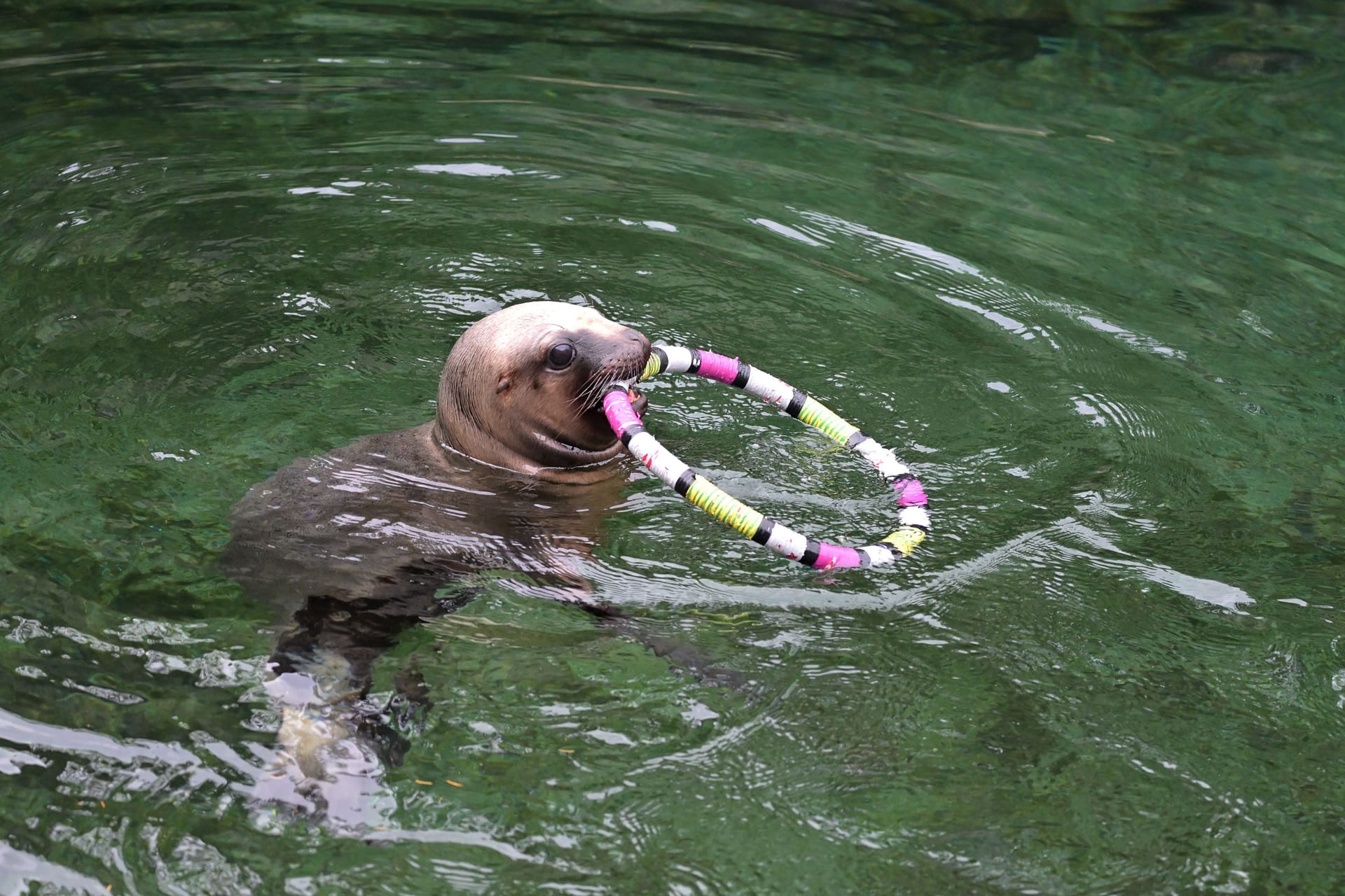 Eine Mähnenrobbe kühlt sich im Tierpark Hellabrunn im Wasser ab: Tagsüber ruhen sich die Tiere bei den hohen Temperaturen öfter aus.