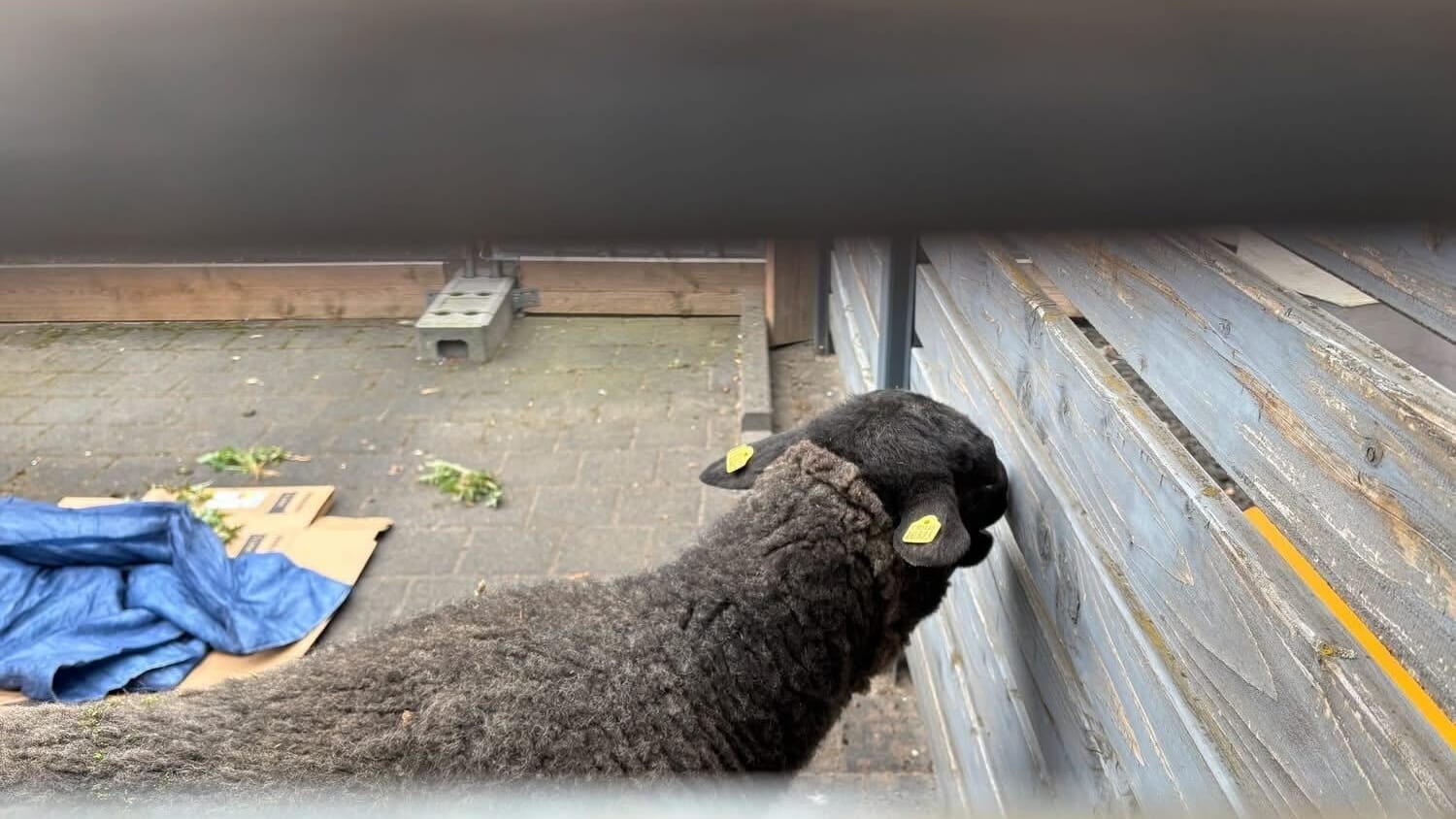Dieses Schaf konnte gerettet werden: Er wurde aus dem Landschaftspark Herzberge gestohlen.