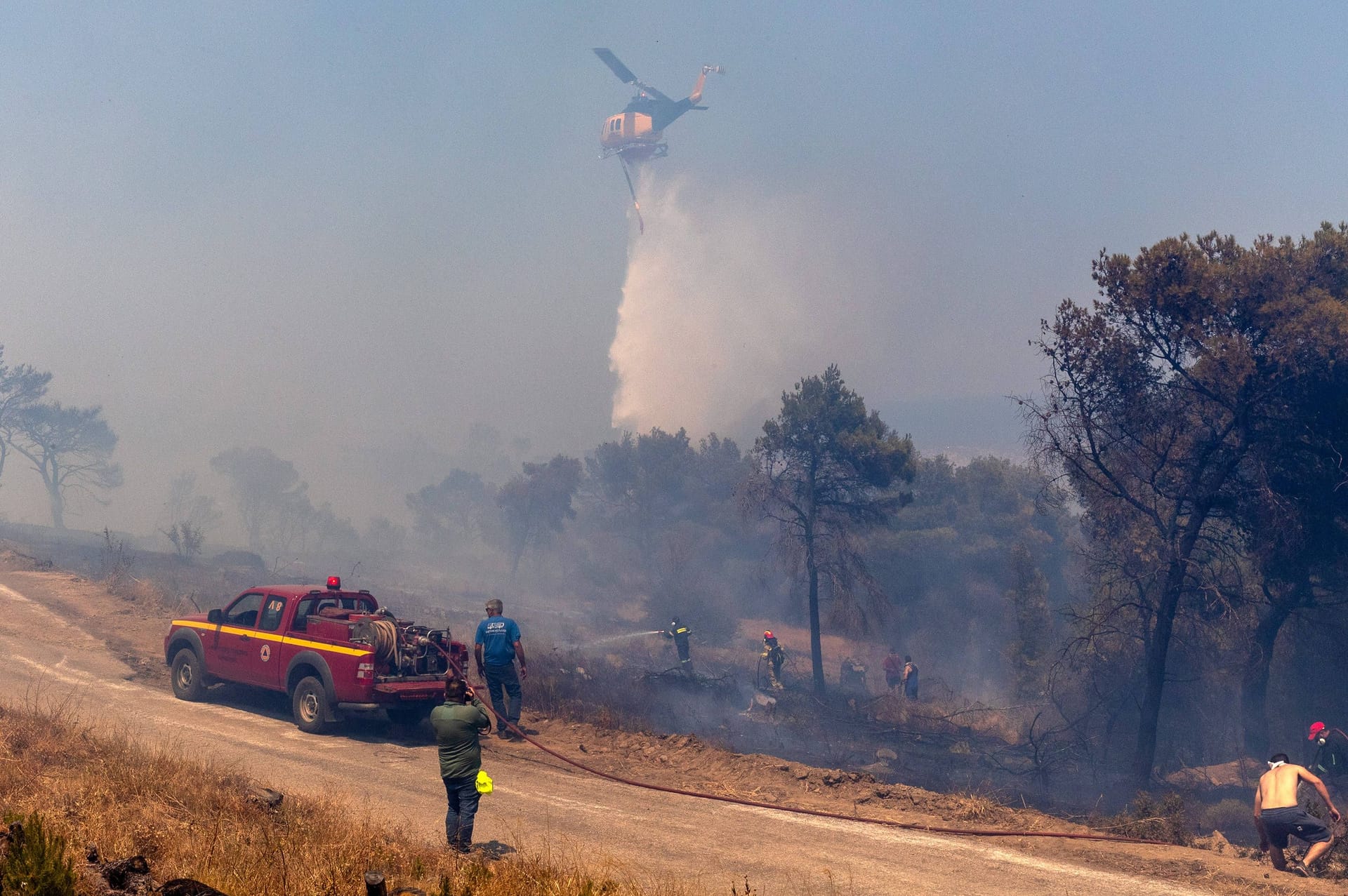 Ein Wald bei Athen: Im vergangenen Jahr brannten Ende Juni, Anfang Juli in Griechenland vielerorts die Wälder.