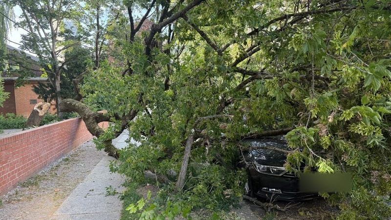 Ein umgestürzter Baum liegt nach einem Sturm auf einer Straße in Berlin-Friedenau: Der S-Bahn-Verkehr wurde eingestellt.