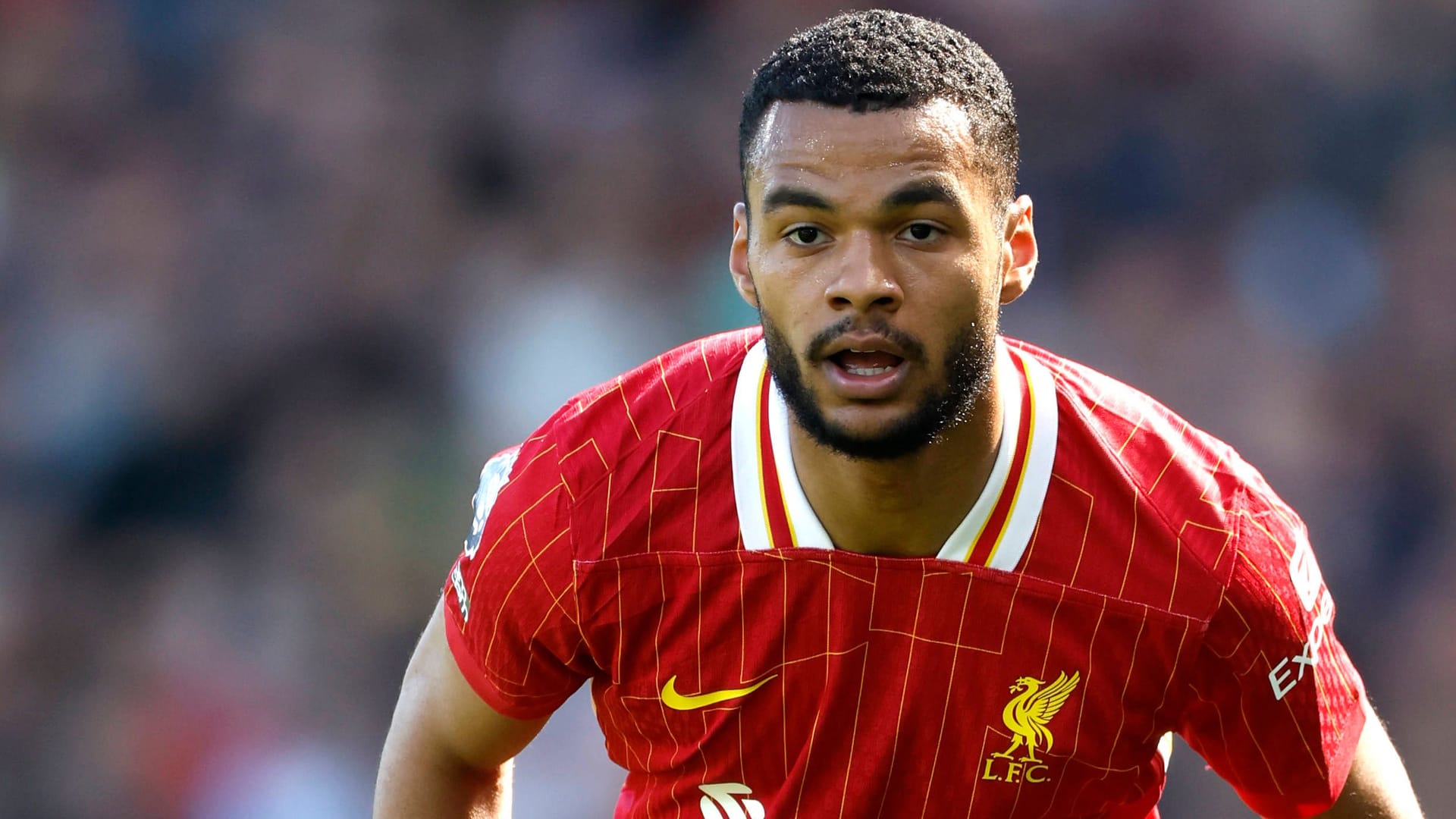 Cody Gakpo: Er kam im Januar 2023 nach Liverpool.