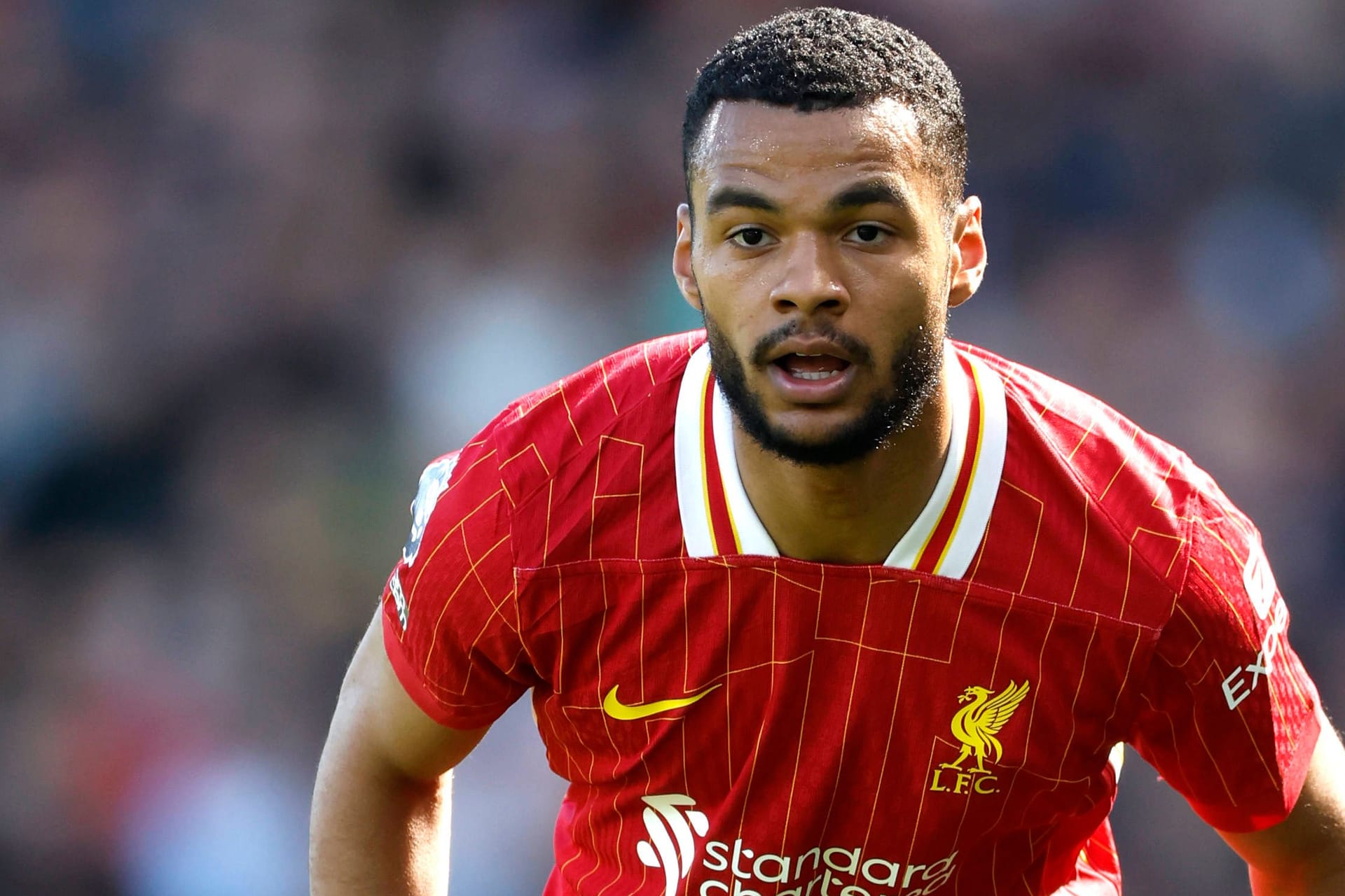 Cody Gakpo: Er kam im Januar 2023 nach Liverpool.