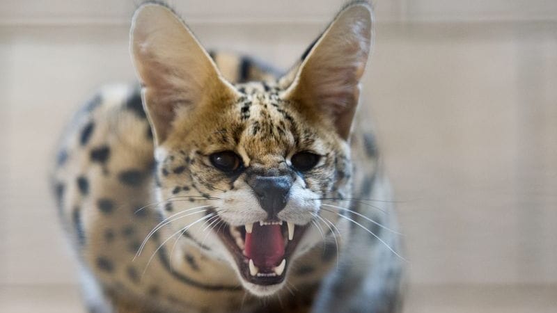Ein Serval (Symbolbild): Wurde so ein Tier im Landkreis Rostock gesichtet?