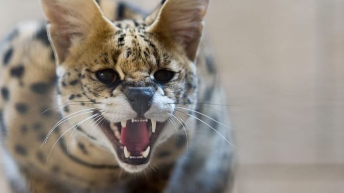 Ein Serval (Symbolbild): Wurde so ein Tier im Landkreis Rostock gesichtet?