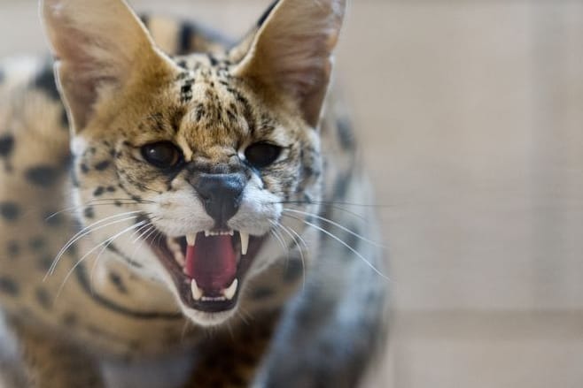 Ein Serval (Symbolbild): Wurde so ein Tier im Landkreis Rostock gesichtet?