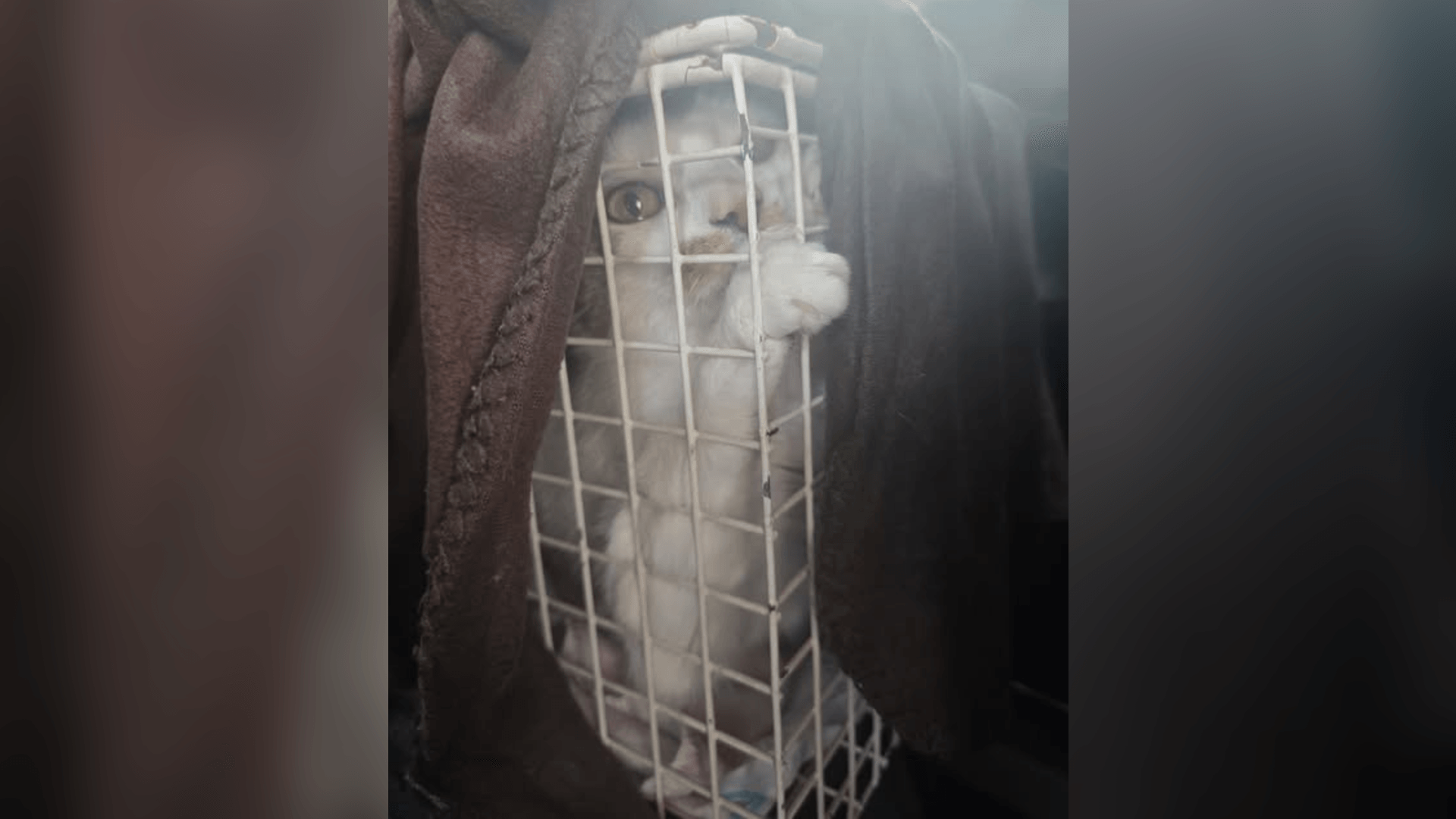 Sira nach der Rettung: Die kleine Katze beginnt langsam, Menschen zu vertrauen. Sira nach der Rettung: Die kleine Katze beginnt langsam, Menschen zu vertrauen.