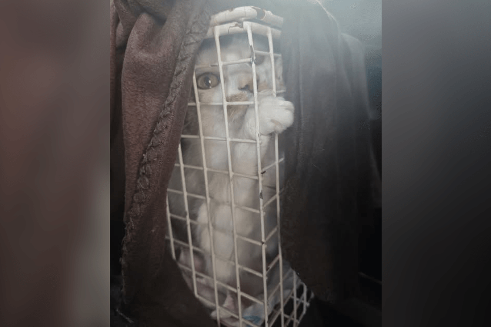 Sira nach der Rettung: Die kleine Katze beginnt langsam, Menschen zu vertrauen.