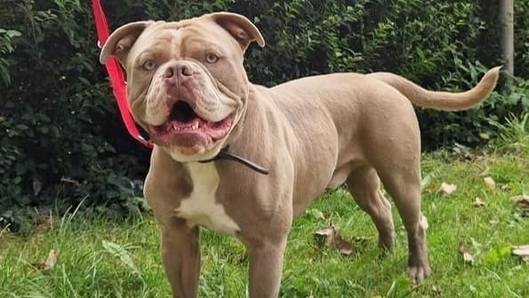 Die Olde English Bulldogge Dexter Die Olde English Bulldogge Dexter