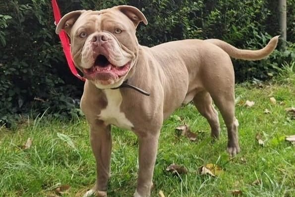 Die Olde English Bulldogge Dexter