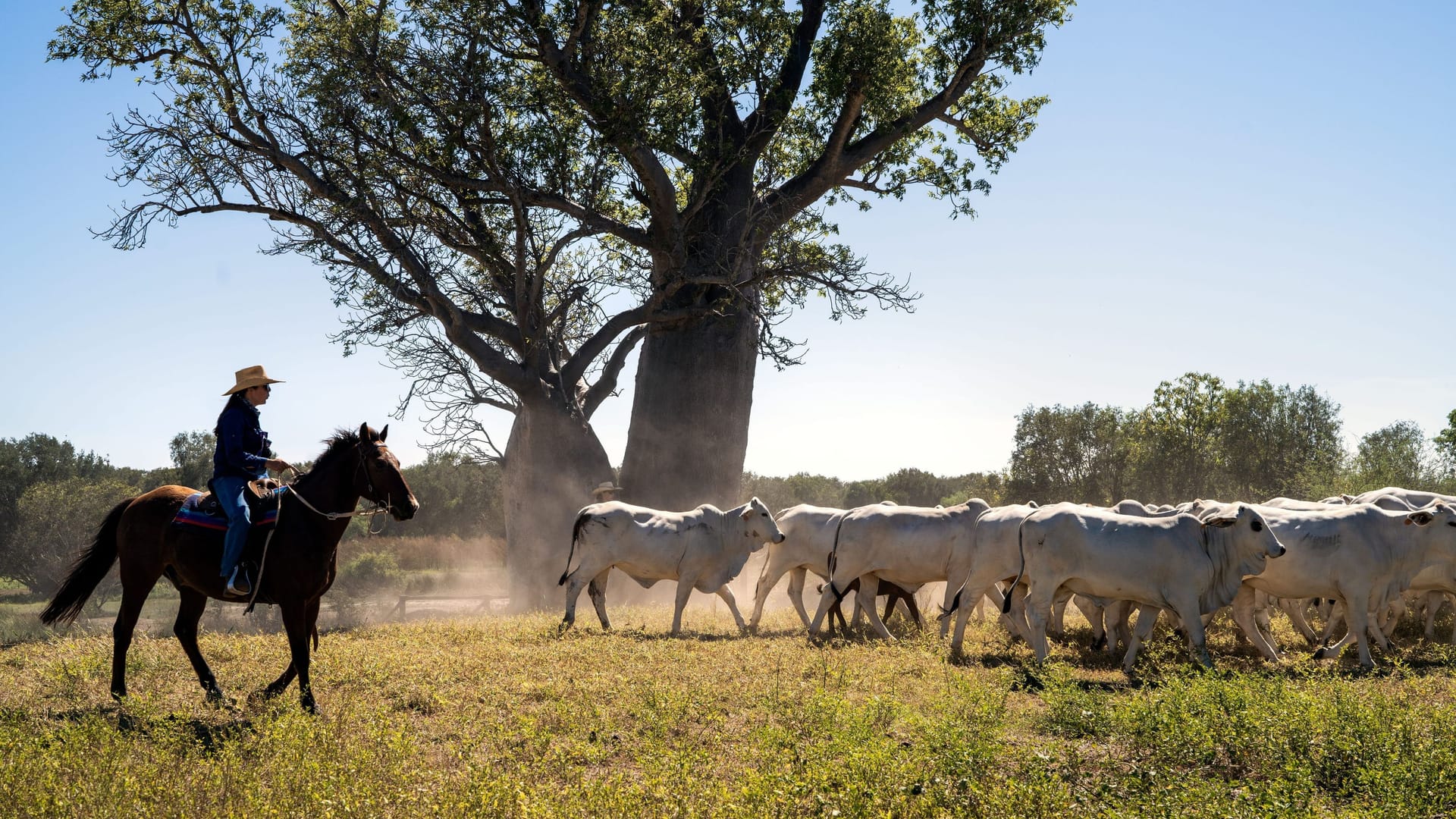Farmidylle im Outback: Die Viehhüter arbeiten mit Quad-Buggys und Pferden.